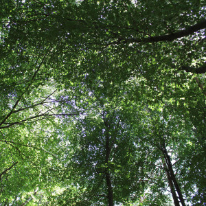 Avvolti dal suono della natura