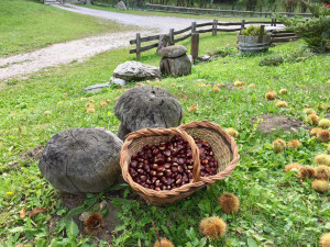 Ottime castagne per riscaldare le serate autunnali